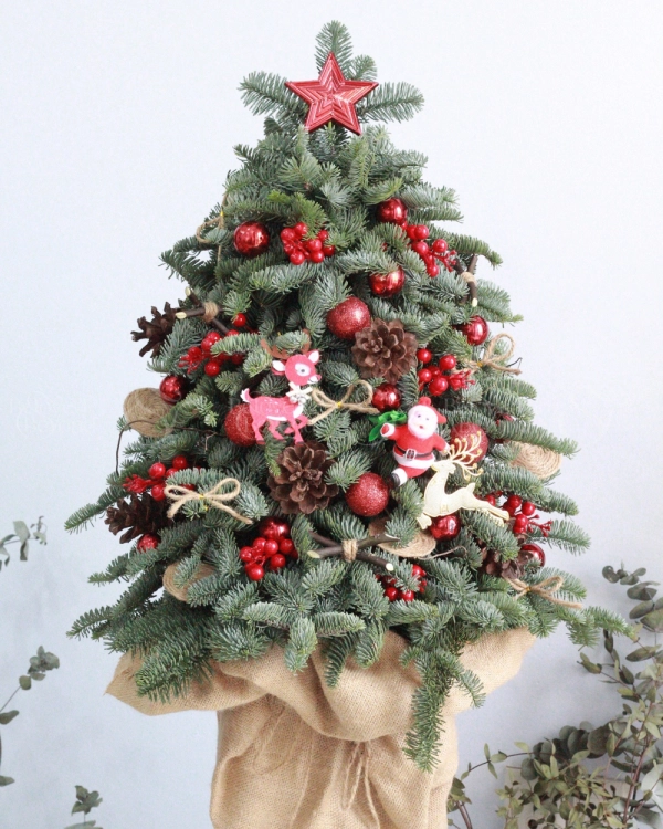 Thông Noel - belovedbeyond.com