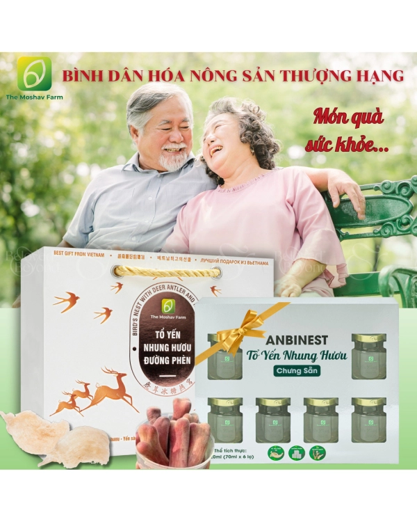 Tổ Yến Nhung Hươu Chưng Sẵn Anbienst - belovedbeyond.com