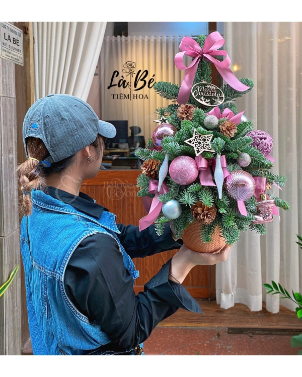 Thông Giáng Sinh - belovedbeyond.com