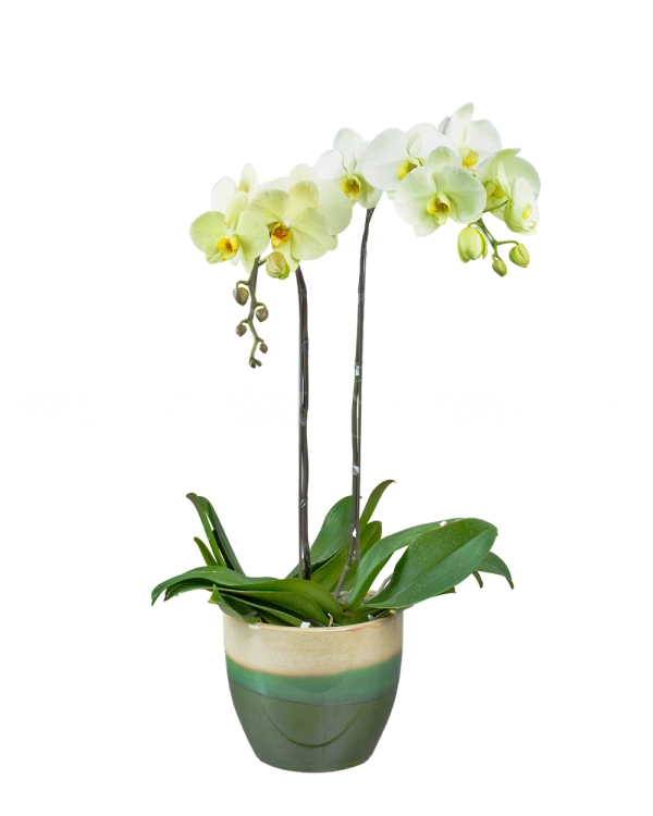 An Khang Thịnh Vượng - belovedbeyond.com