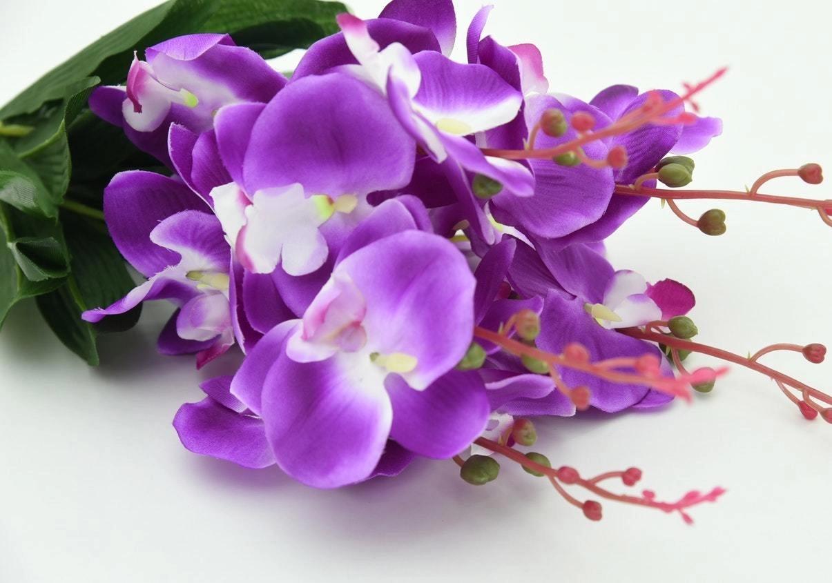 HOA 7 NGÀY - HOA LAN TÍM - SANG MỘNG MƠ