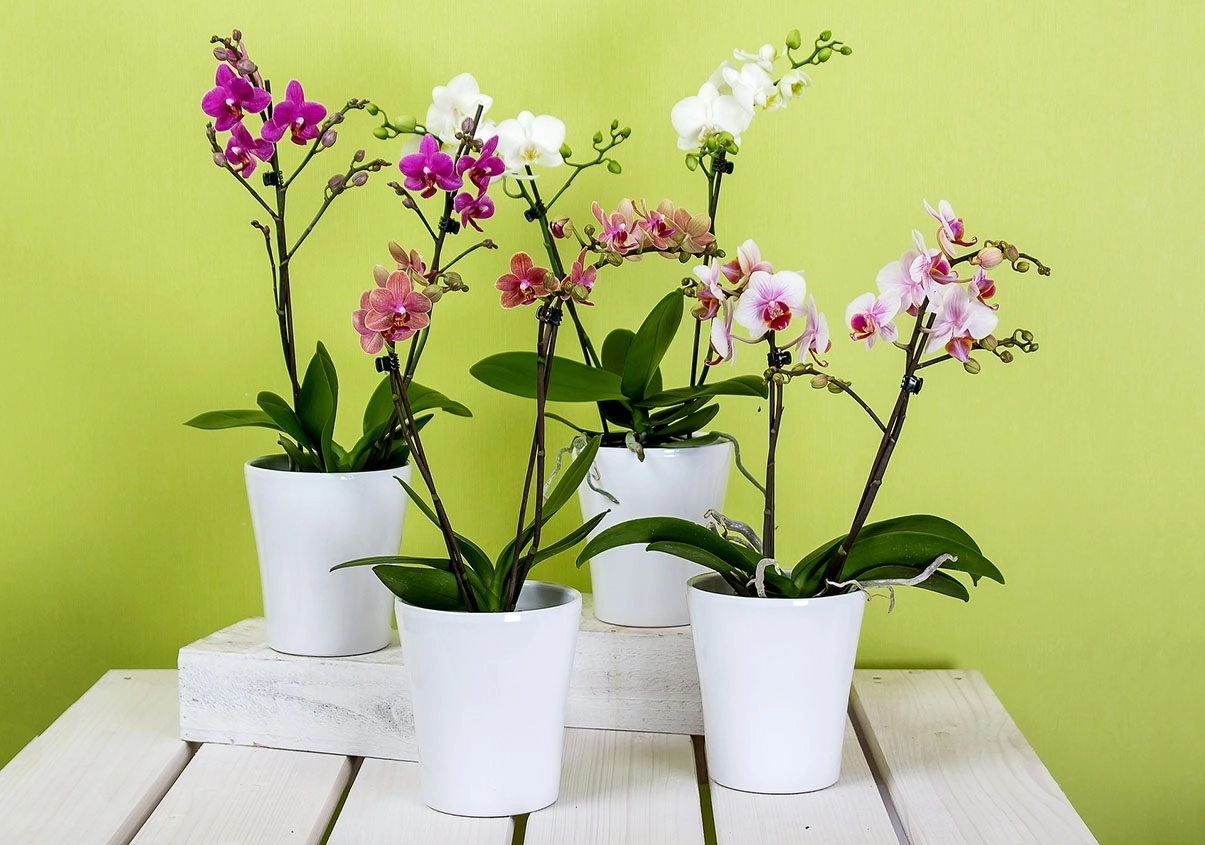 Nhanh tay sắm ngay một chậu Hoa Lan Hồ Điệp- Hoa tết- Hoa 7 Ngày