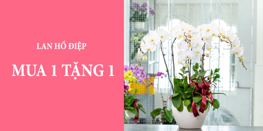 Siêu Khuyến Mãi Lan Hồ Điệp - Mua 1 tặng 1