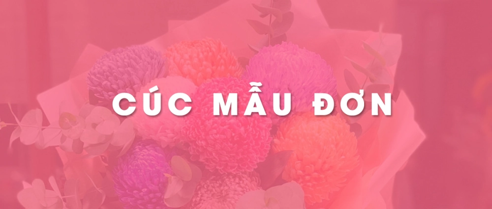 Hoa cúc mẫu đơn - bông to - nhiều màu sắc - độ bền cao