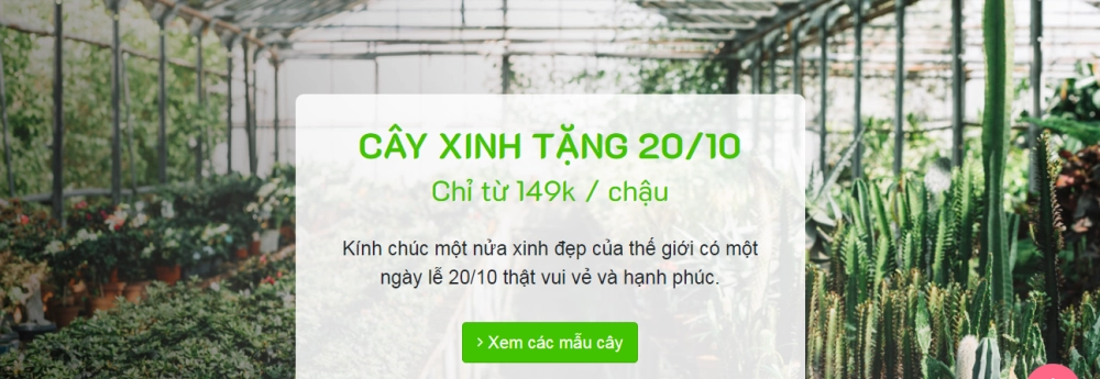 CÂY XINH QUÀ TẶNG NGÀY 20-10