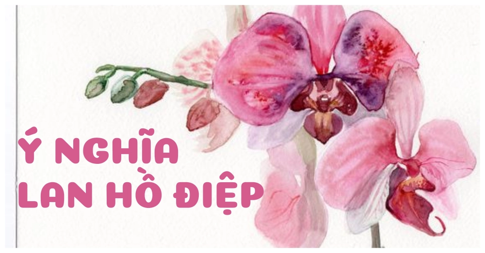Ý nghĩa Lan hồ điệp