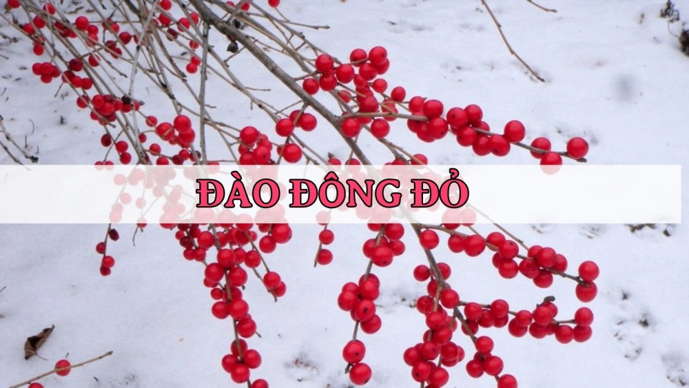 Đào đông đỏ Hà Lan
