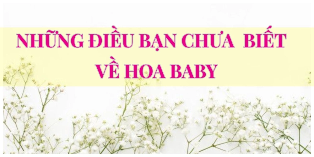 Hoa Baby - Hoa của tình yêu thơ ngây.