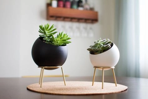 Bộ sưu tập cây mini để bàn 