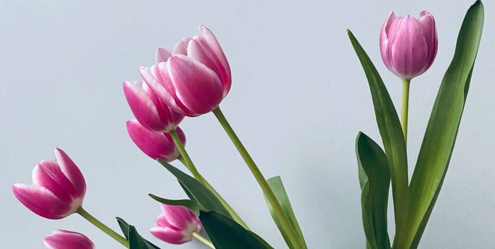 4 CÁCH CHỌN HOA SINH NHẬT TRÚNG TIM CRUSH