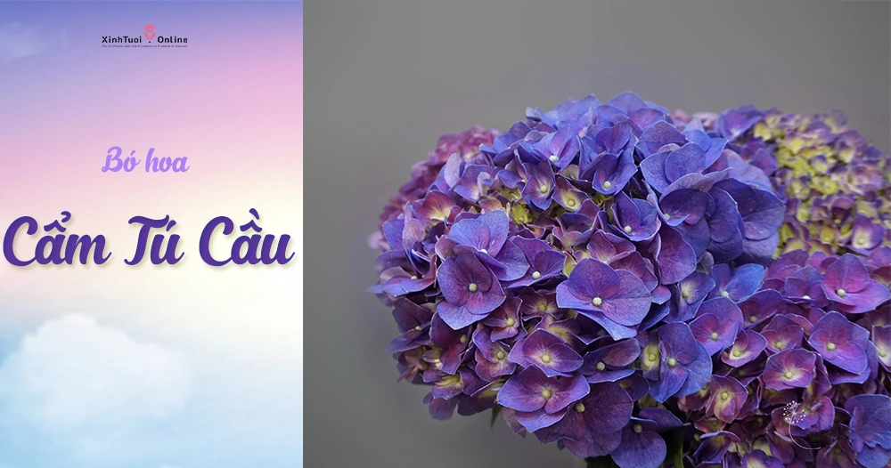 GỢI Ý BÓ HOA CẨM TÚ CẦU TẶNG SINH NHẬT