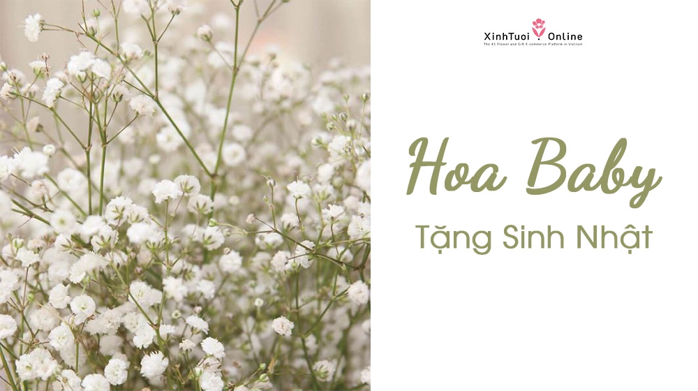 HỘP HOA BABY TẶNG SINH NHẬT