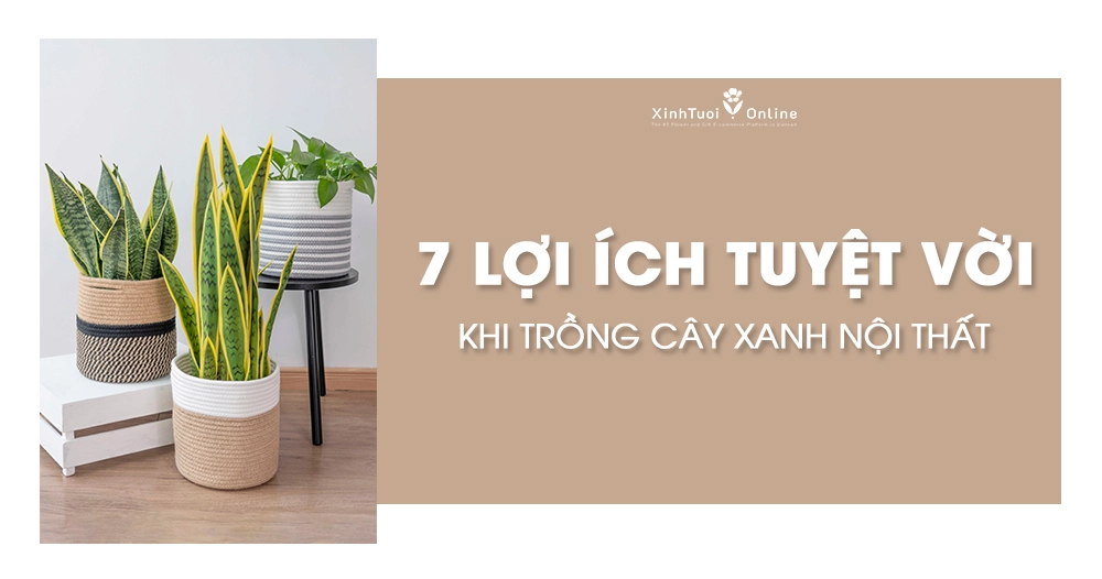 7 LỢI ÍCH TUYỆT VỜI KHI TRỒNG CÂY XANH NỘI THẤT
