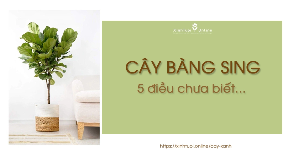5 ĐIỀU QUAN TRỌNG VỀ CÂY BÀNG SING MÀ CHẮC CHẮN BẠN CHƯA BIẾT?