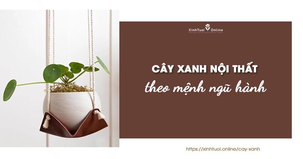CÂY XANH NỘI THẤT THEO NGŨ HÀNH