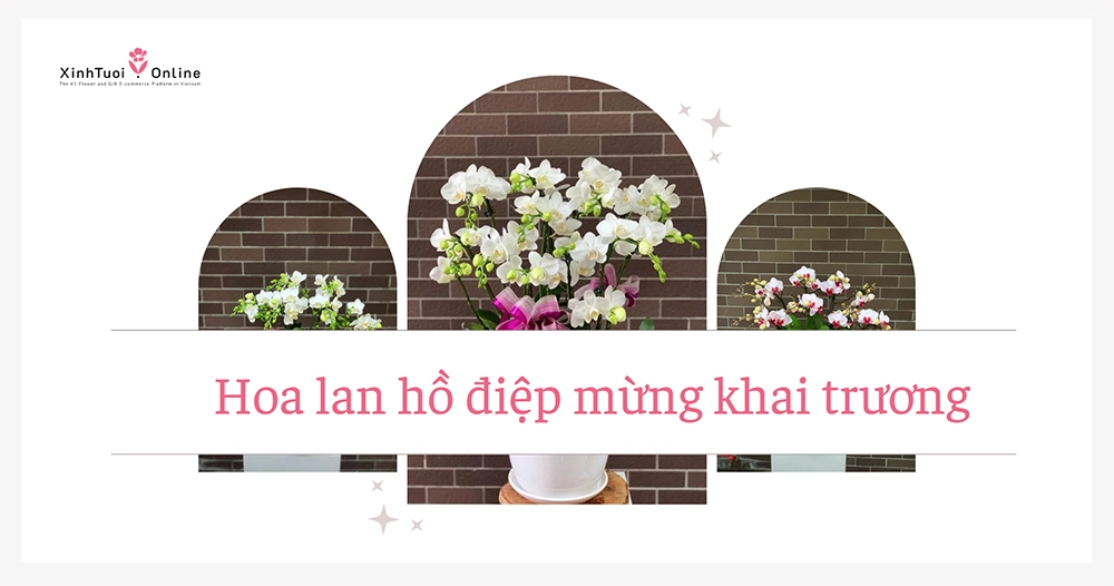 HOA LAN HỒ ĐIỆP CHÚC MỪNG KHAI TRƯƠNG