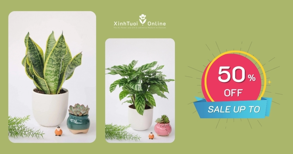 GIẢM GIÁ LÊN ĐẾN 50% CÂY XANH TRANG TRÍ