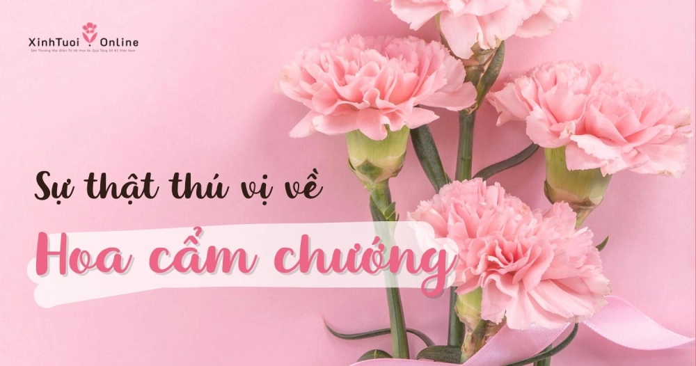 HOA CẨM CHƯỚNG VÀ NHỮNG ĐIỀU THÚ VỊ CÓ THỂ BẠN CHƯA BIẾT