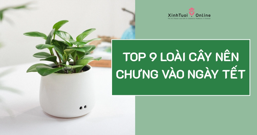 TOP 9 LOẠI CÂY CHIÊU TÀI LỘC NÊN CHƯNG VÀO NGÀY TẾT