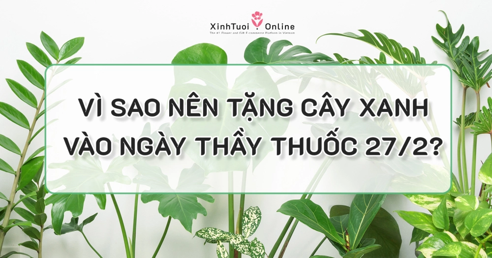 QUÀ TẶNG CÂY XANH THAY LỜI CẢM ƠN DỊP 27/2