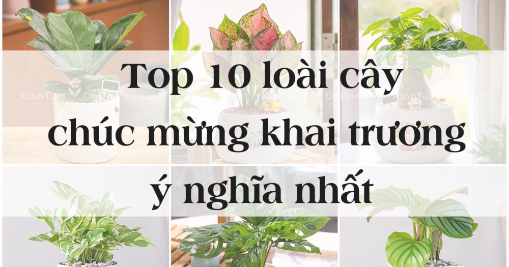 Top 10 cây cảnh chúc mừng khai trương ý nghĩa