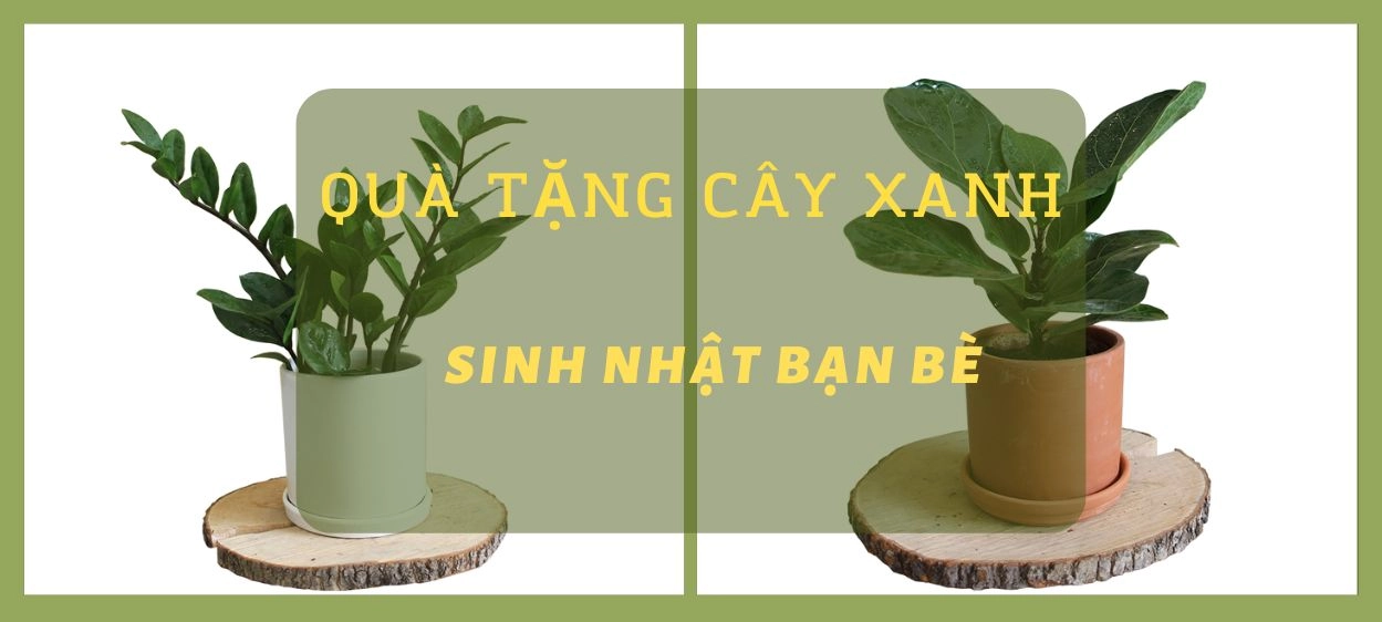 Gợi ý 10 quà tặng cây xanh ngày sinh nhật vô cùng ý nghĩa  Cây Cảnh Hà Nội   Vuacayxanhvn
