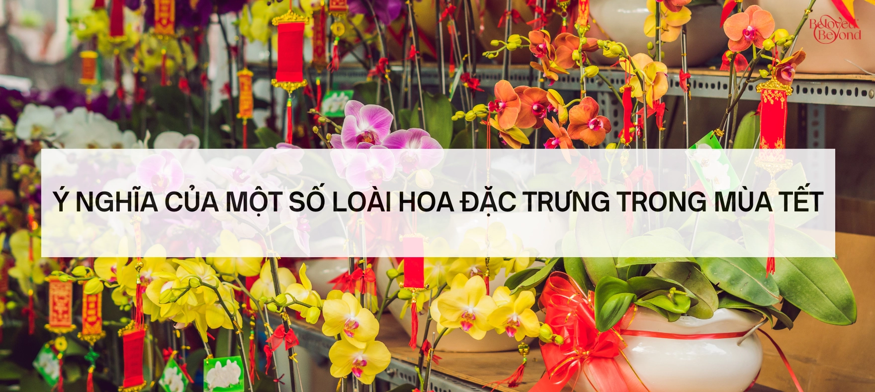 Ý NGHĨA CỦA MỘT SỐ LOÀI HOA ĐẶC TRƯNG TRONG MÙA TẾT