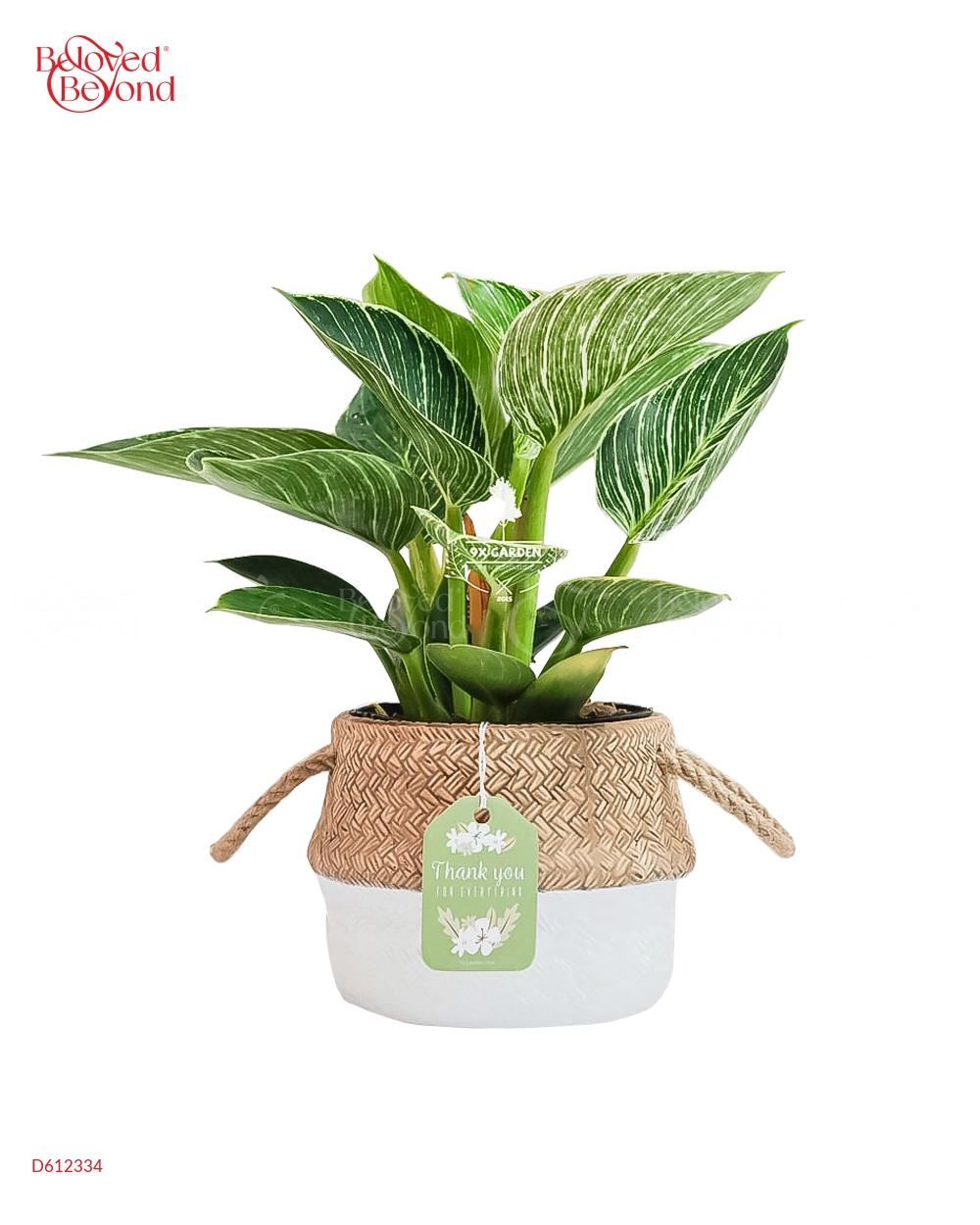 Đế Vương Trắng × Cói Gcs - belovedbeyond.com