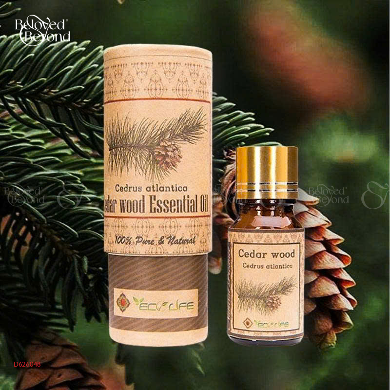 Tinh Dầu Hoàng Đàn – Cedar Wood Essential - belovedbeyond.com