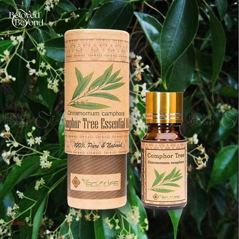 Tinh Dầu Long Não – Camphor Tree Essential Oil - belovedbeyond.com