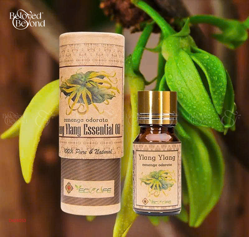Tinh Dầu Ngọc Lan Tây – Ylang Ylang Essential Oil - belovedbeyond.com