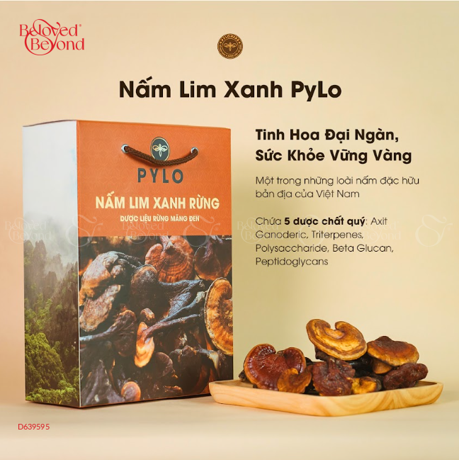 Nấm Lim Xanh Pylo - Hộp 500Gr - belovedbeyond.com