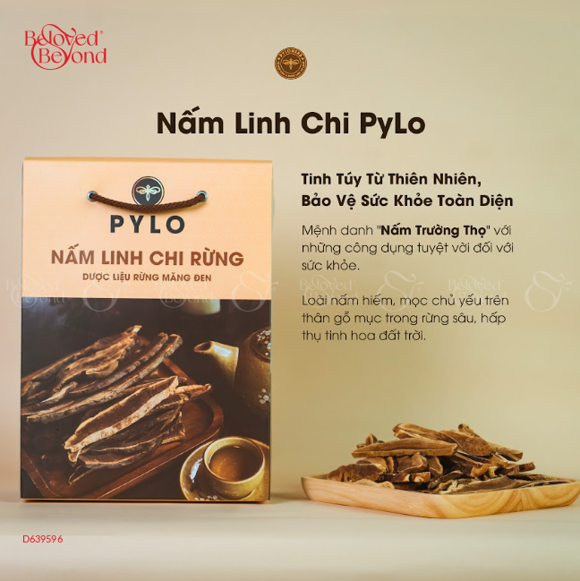 Nấm Linh Chi Pylo - Hộp 500Gr - belovedbeyond.com