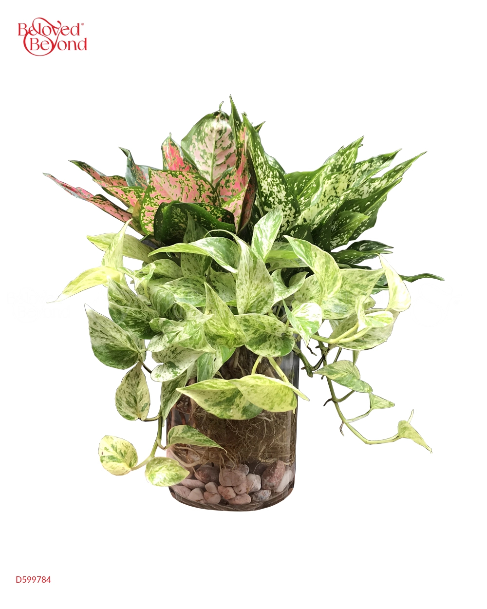 Ngọc Ngân, Vạn Lộc, Trầu Bà Thái Sữa Thủy Sinh - belovedbeyond.com