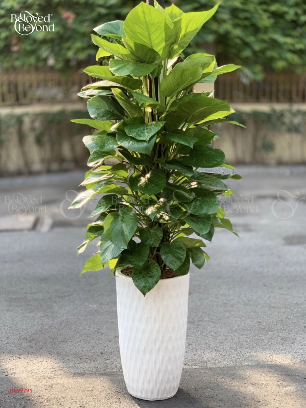 Trầu Bà Cột [Golden Pothos] - belovedbeyond.com