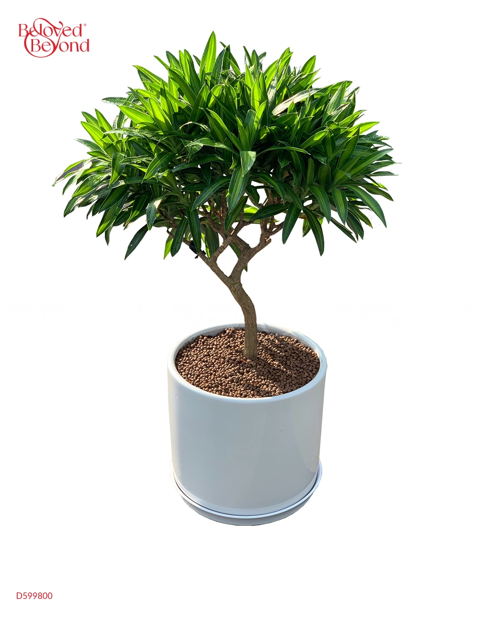 Trúc Bách Hợp [Pleomele Verde] - belovedbeyond.com