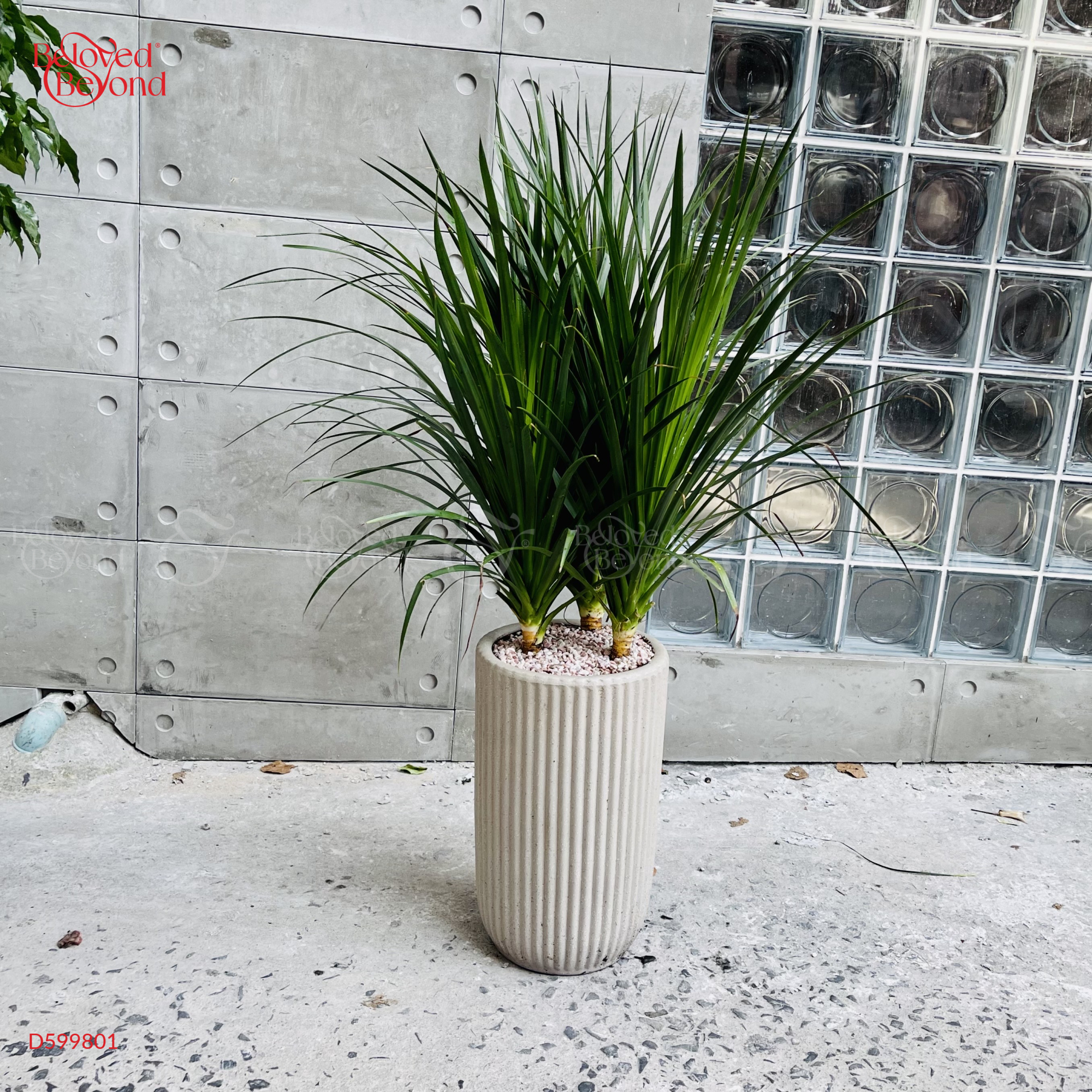 Phát Tài Núi 3 Gốc  [Dracaena Draco] - belovedbeyond.com