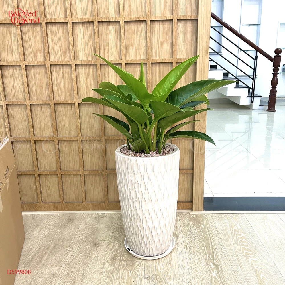 Đế Vương Xanh [Philodendron Imperial Green] - belovedbeyond.com