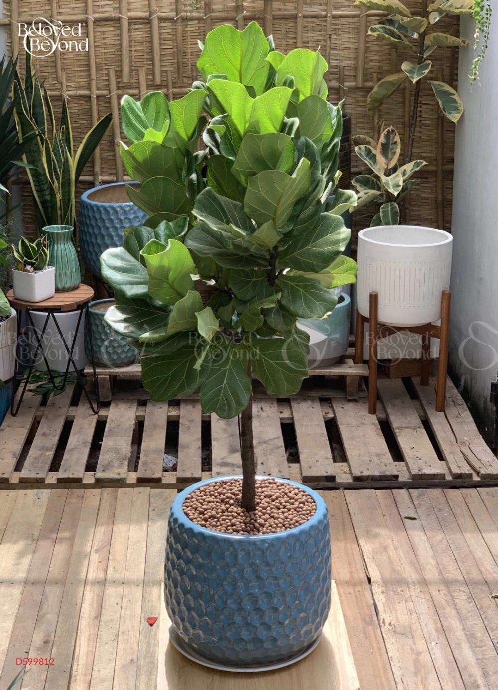 Bàng Singapore Kèm Chậu [Fiddle Leaf Fig Tree] - belovedbeyond.com
