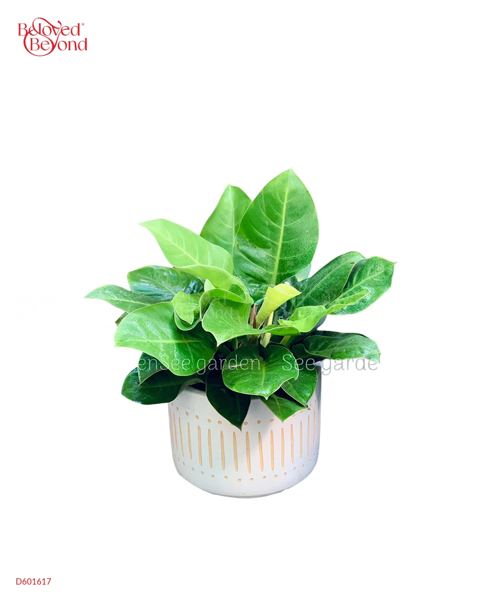 Trầu Bà Đế Vương - belovedbeyond.com