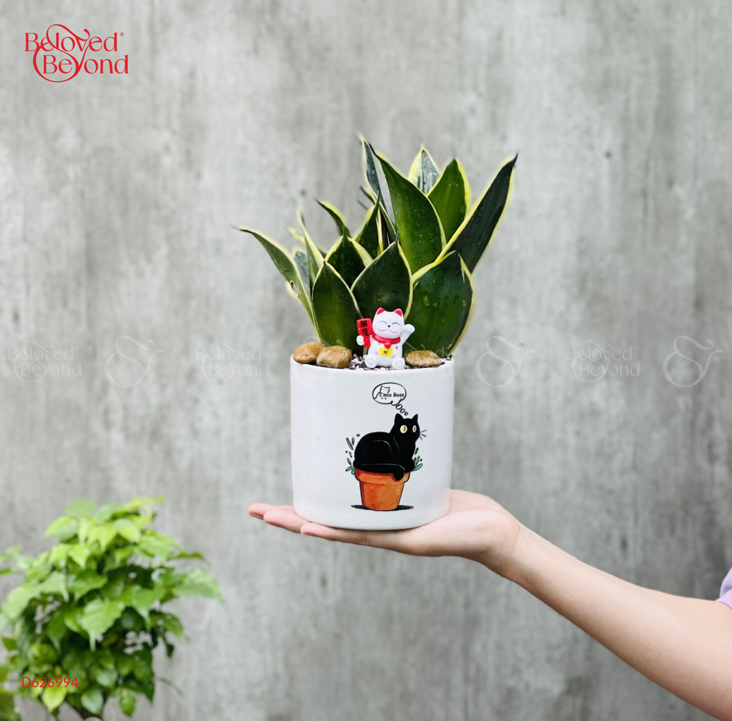 Lưỡi Hổ Để Bàn Mini [Snake Plant] - belovedbeyond.com