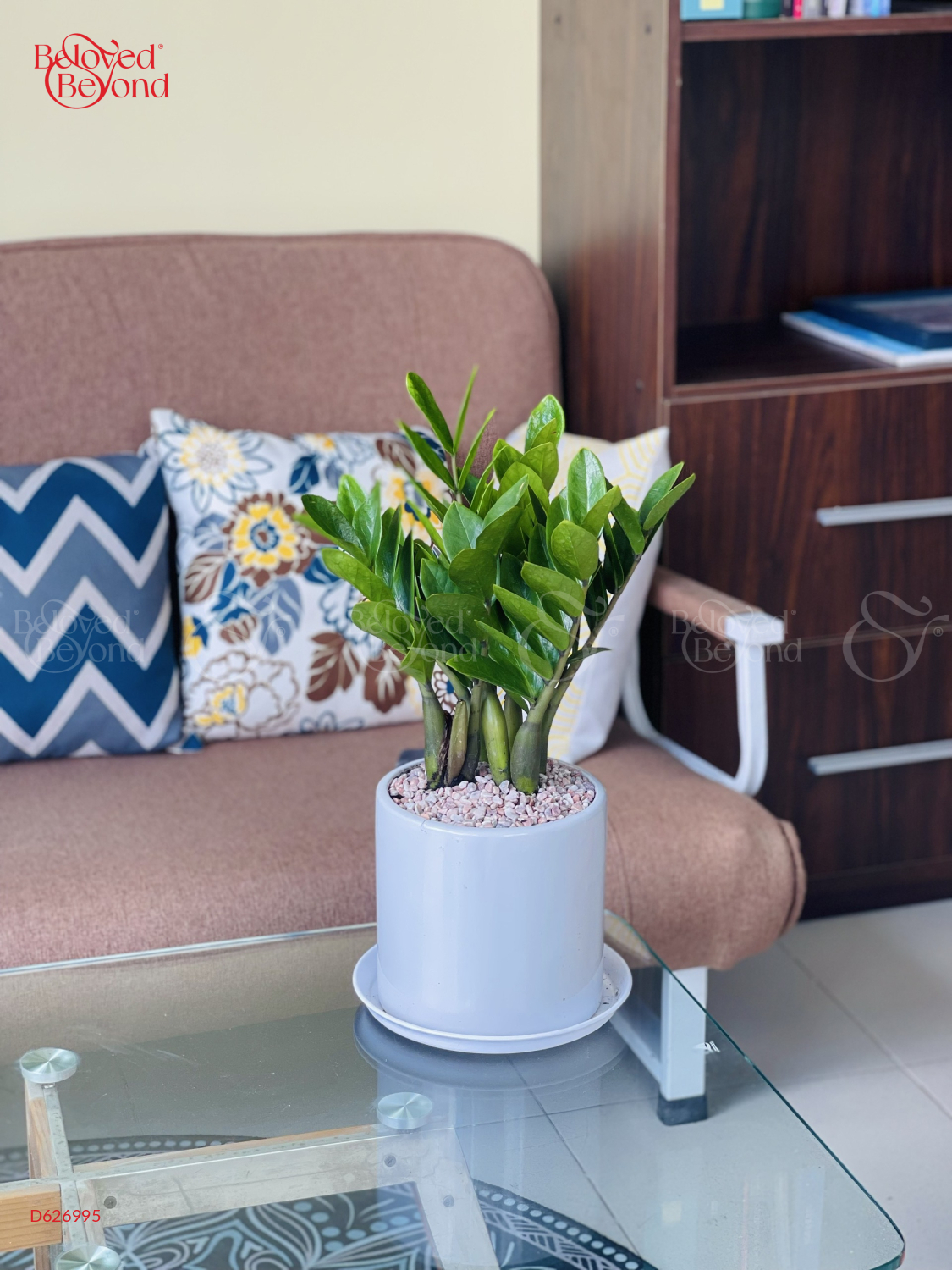 Kim Tiền Nhỏ [Medium Zz Plant] - belovedbeyond.com