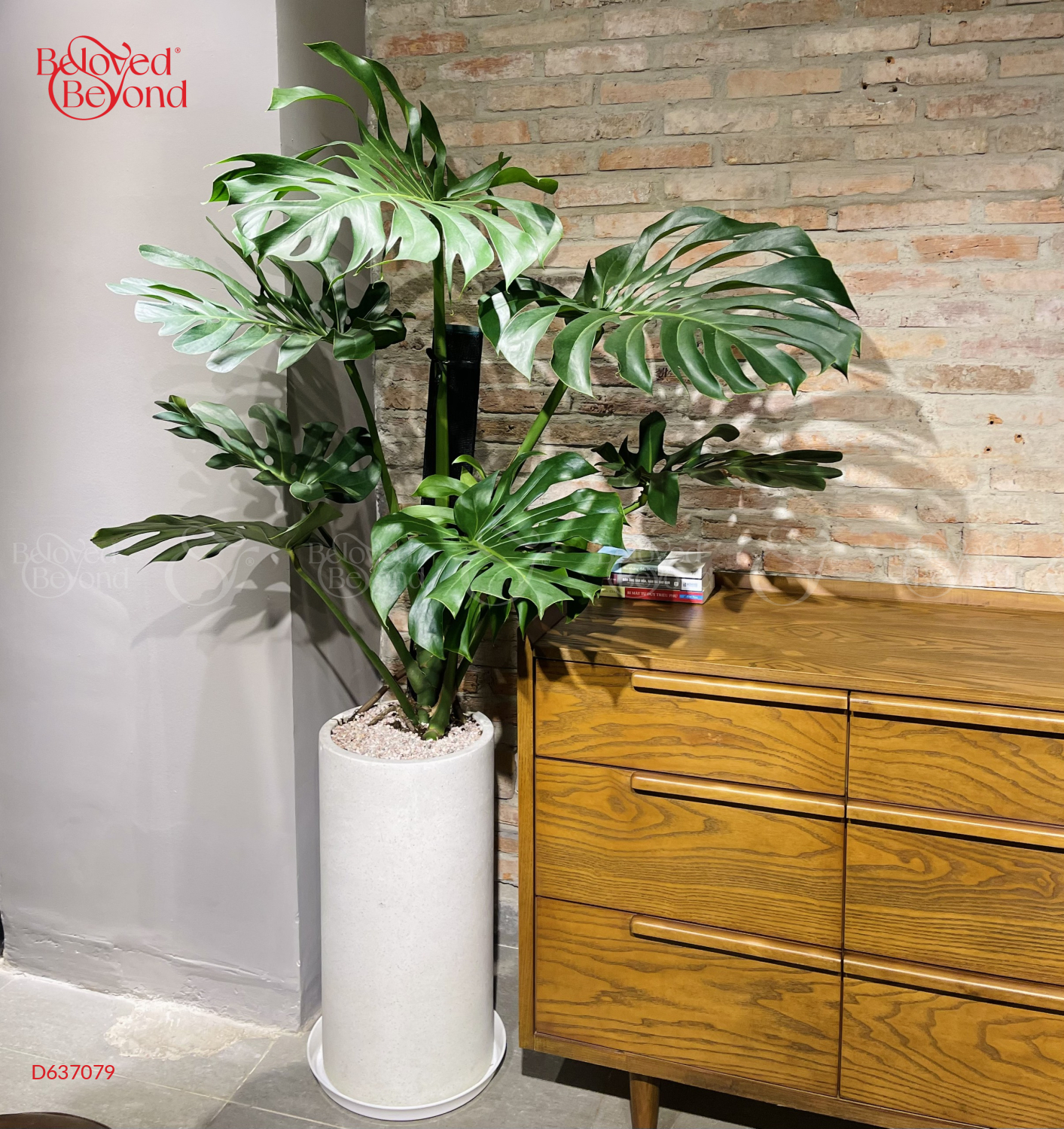 [Monstera] Trầu Bà Nam Mỹ Size Lớn - belovedbeyond.com