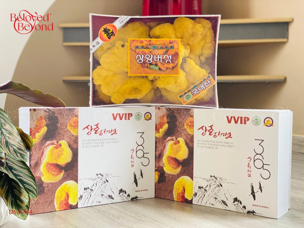 Nấm Thượng Hoàng - belovedbeyond.com