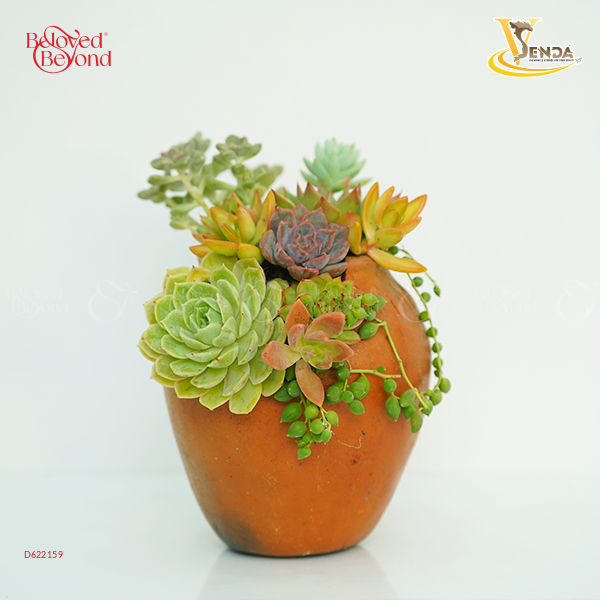 Hơi Thở Của Nước - Chậu Bầu Trúc Senda Mix - belovedbeyond.com