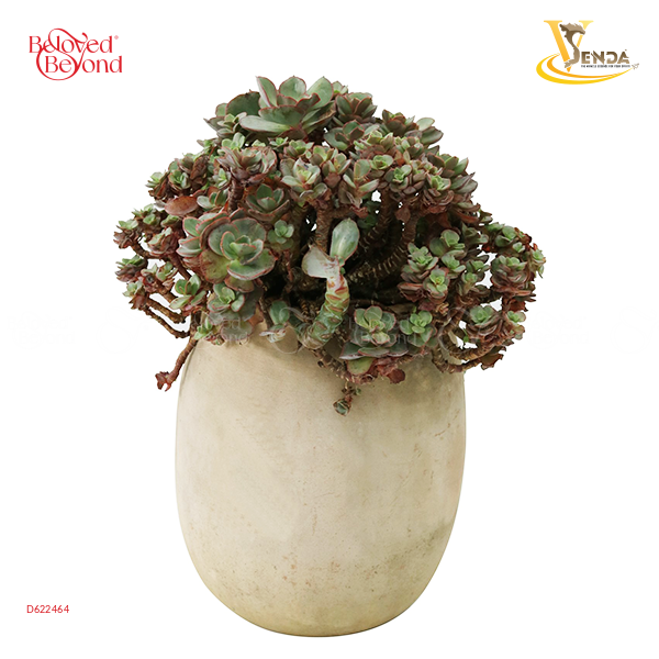 Sen Đá Soyoung Cánh Bướm - belovedbeyond.com