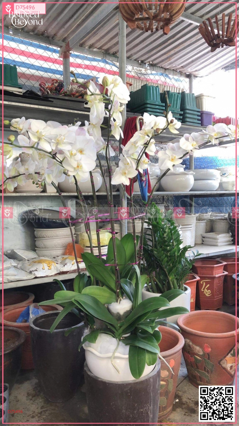 Tài Lộc - belovedbeyond.com
