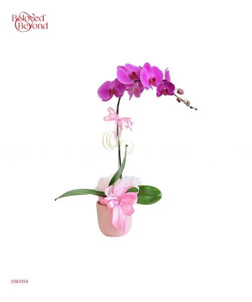 Hoa Xuân - belovedbeyond.com