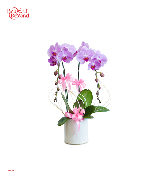 Phúc Lộc - belovedbeyond.com