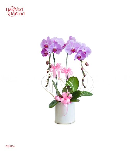 Phúc Lộc - belovedbeyond.com